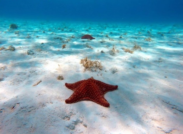 Flora y fauna del Caribe 